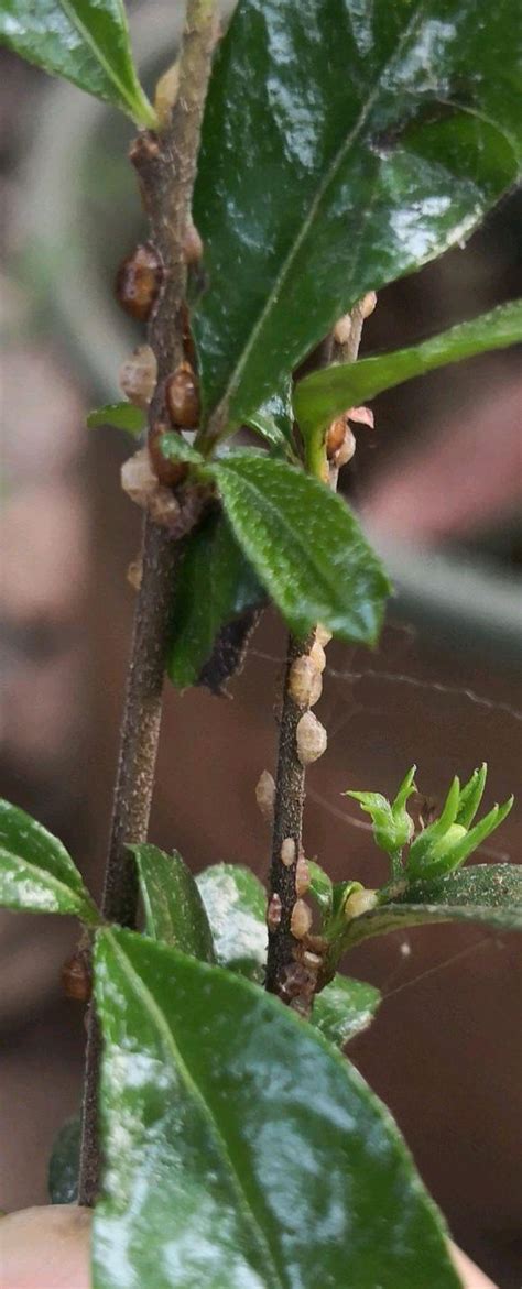 桂花介殼蟲|桂花介殼蟲